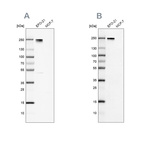 Anti-NID2 Antibody