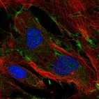 Immunofluorescent staining of human cell line BJ shows localization to plasma membrane.