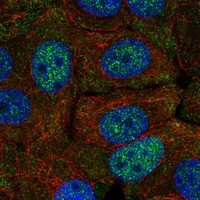 Anti-FAM222A Antibody