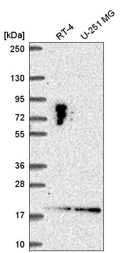 Anti-LLPH Antibody