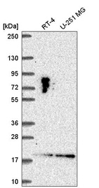 Anti-LLPH Antibody