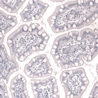 Immunohistochemical staining of human small intestine shows no positivity in glandular cells as expected.