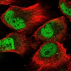 Immunofluorescent staining of human cell line U-251 MG shows localization to nucleoplasm.