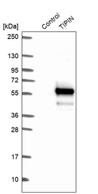 Western blot analysis in control (vector only transfected HEK293T lysate) and TIPIN over-expression lysate (Co-expressed with a C-terminal myc-DDK tag (~3.1 kDa) in mammalian HEK293T cells, LY402647).