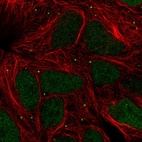 Immunofluorescent staining of human cell line HEK 293 shows localization to nucleus & vesicles.