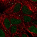 Immunofluorescent staining of human cell line HEK 293 shows localization to nucleus & vesicles.