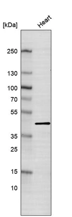 Western blot analysis in human heart tissue.