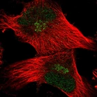 Immunofluorescent staining of human cell line U-251 MG shows localization to nucleoplasm & the Golgi apparatus.
