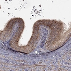 Anti-OLFML1 Antibody