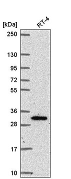 Anti-NRIP3 Antibody