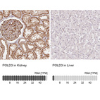 Anti-POLD3 Antibody