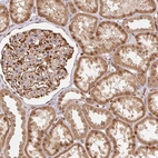 Immunohistochemical staining of human kidney shows moderate nuclear positivity in cells in tubules.