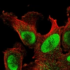 Immunofluorescent staining of human cell line U-251 MG shows localization to nucleus.