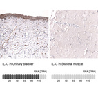 Anti-IL33 Antibody