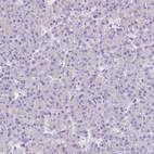 Anti-SLC32A1 Antibody