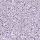 Immunohistochemical staining of human pancreas shows no positivity in exocrine glandular cells as expected.