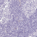 Anti-SLC32A1 Antibody