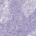 Immunohistochemical staining of human lymph node shows no positivity in non-germinal center cells as expected.