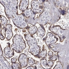 Immunohistochemical staining of human placenta shows high expression.
