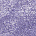 Immunohistochemical staining of human lymphoid tissues shows no positivity as expected.
