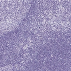 Immunohistochemical staining of human lymphoid tissues shows no positivity as expected.