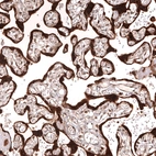 Immunohistochemical staining of human placenta shows strong cytoplasmic positivity in trophoblastic cells.