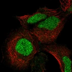 Immunofluorescent staining of human cell line HEK 293 shows localization to nucleus.