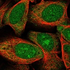 Immunofluorescent staining of human cell line U-2 OS shows localization to nucleus, nucleoli & cytosol.