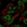 Anti-RFLNA Antibody