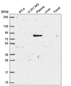 Anti-MAPK8IP1 Antibody