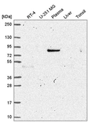 Anti-MAPK8IP1 Antibody
