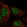 Anti-RASGRP3 Antibody