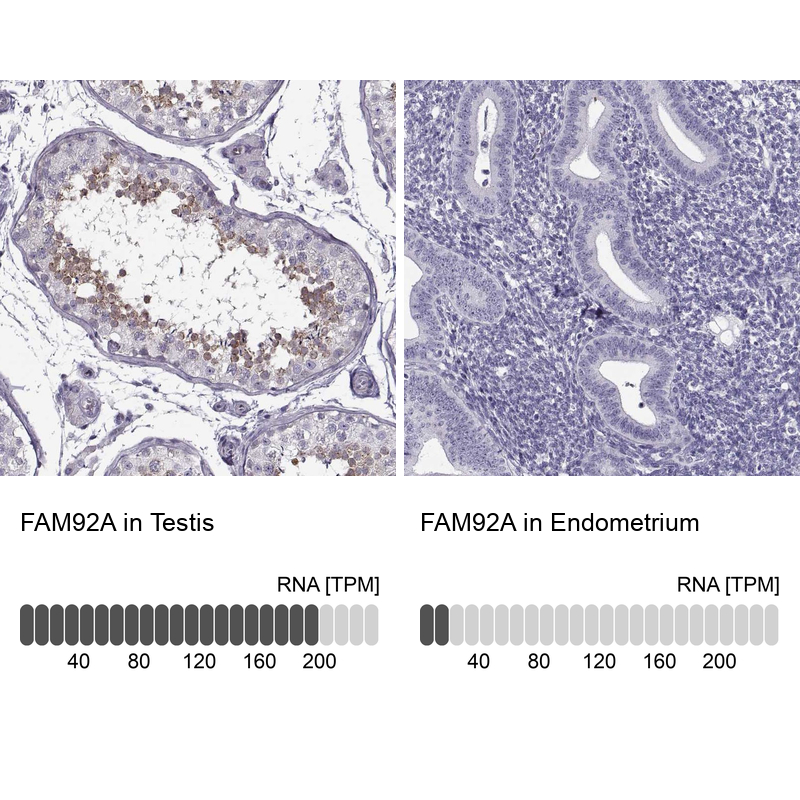 Anti-FAM92A Antibody
