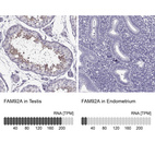 Anti-FAM92A Antibody