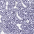 Immunohistochemical staining of human endometrium shows low expression as expected.