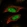 Anti-CENPP Antibody