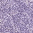 Immunohistochemical staining of human lymph node shows no positivity in non-germinal center cells as expected.