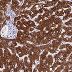 Anti-CYP4F2 Antibody