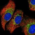 Immunofluorescent staining of human cell line A549 shows localization to mitochondria.