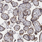 Immunohistochemical staining of human placenta shows strong granular cytoplasmic positivity in trophoblastic cells.