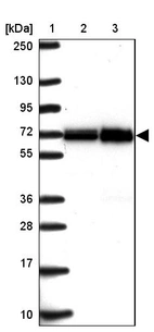 Lane 1: Marker [kDa] 250, 130, 95, 72, 55, 36, 28, 17, 10_br/_Lane 2: Human cell line RT-4_br/_Lane 3: Human cell line U-251MG sp