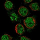 Anti-MS4A14 Antibody