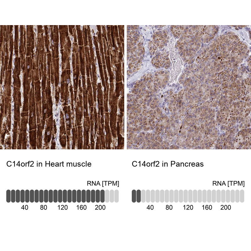 Anti-C14orf2 Antibody