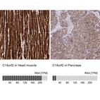 Anti-C14orf2 Antibody