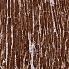 Immunohistochemical staining of human heart muscle shows high expression.
