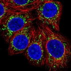 Immunofluorescent staining of human cell line MCF7 shows localization to mitochondria.