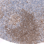 Immunohistochemical staining of human tonsil shows strong nuclear positivity in germinal center cells.