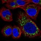 Immunofluorescent staining of human cell line A549 shows localization to mitochondria.