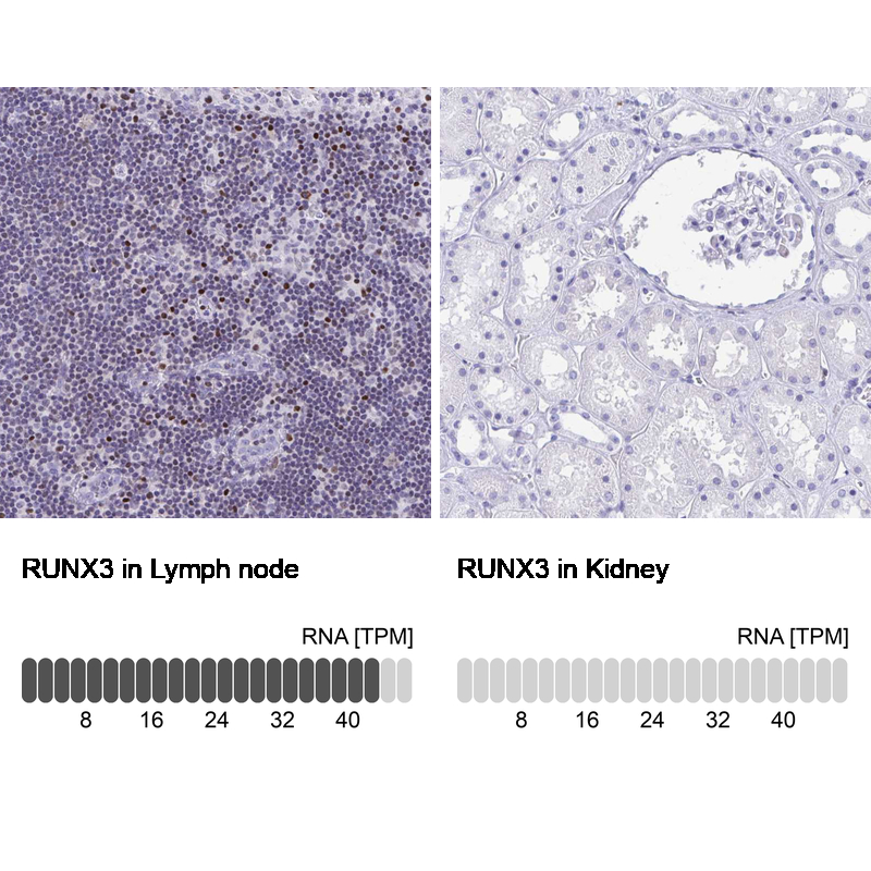 Anti-RUNX3 Antibody