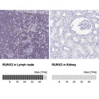 Anti-RUNX3 Antibody